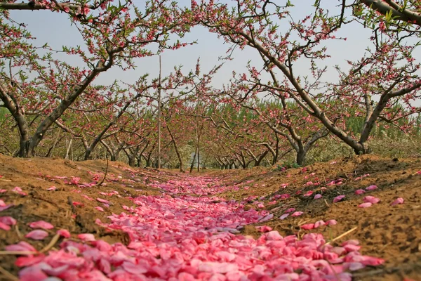 Flor de pêssego florescer em um pomar — Fotografia de Stock