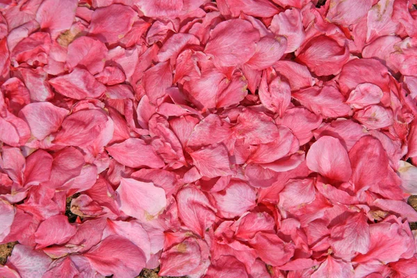 Des étendues de pétales de fleurs de pêche — Photo