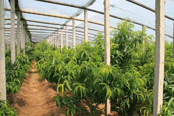 Peach trees in a greenhouse, north china — Stock Photo, Image