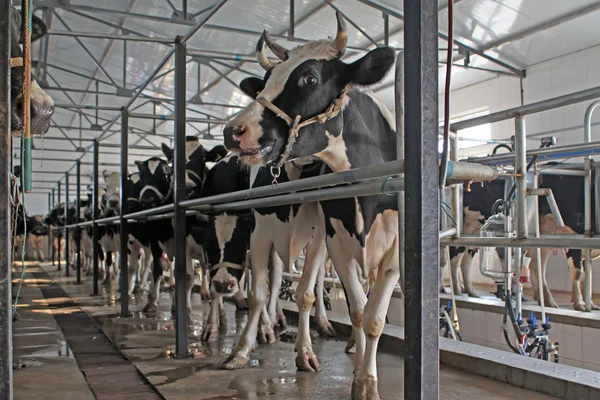 Vacas lecheras en la sala de ordeño — Foto de Stock