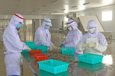 Deniz ürünleri süreç doğrultusunda işleme karides çalışan işçiler