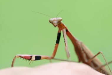 bir peygamber devesi, onun pençeleri çizgili renkli