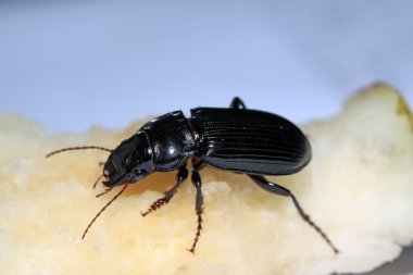 carabidae