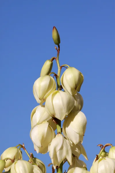 在天空中的剑麻鲜花 — 图库照片