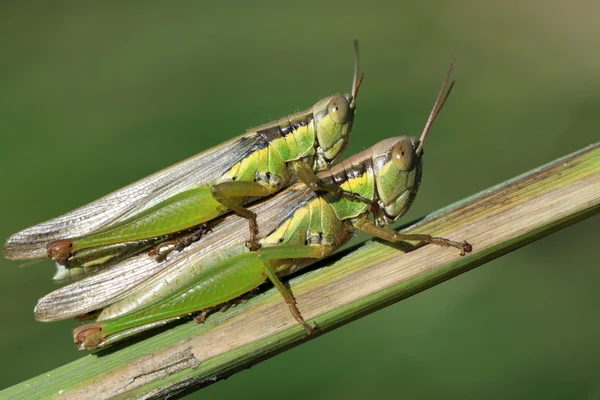 Langosta — Foto de Stock