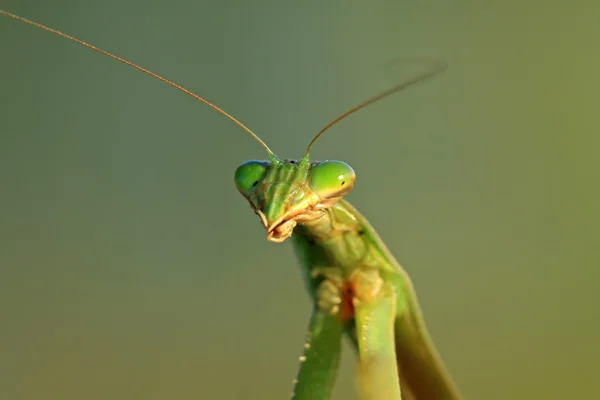 Tenodera mantis — Stock Photo, Image