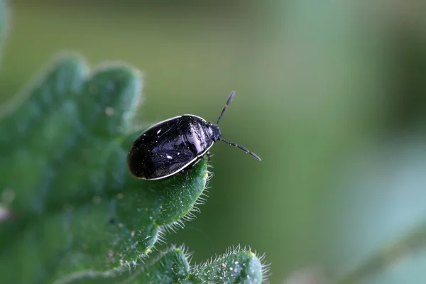 Siyah pis böcek — Stok fotoğraf