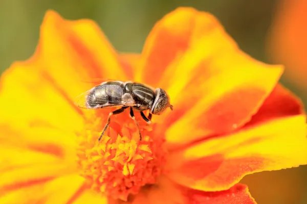 Syrphidae — Stok fotoğraf