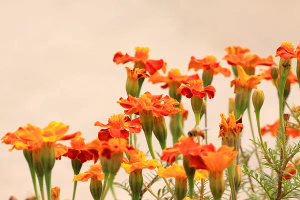 Flores de calêndula — Fotografia de Stock