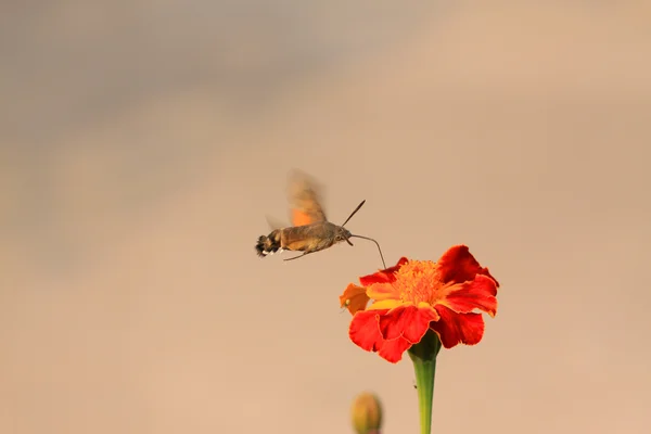 clanis bilineata tsingtauica mell