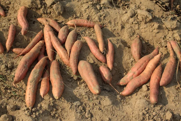 Čerstvé sladké brambory růst na polici v zahradě — Stock fotografie