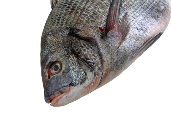 Carpa cruciana sobre fondo blanco — Foto de Stock