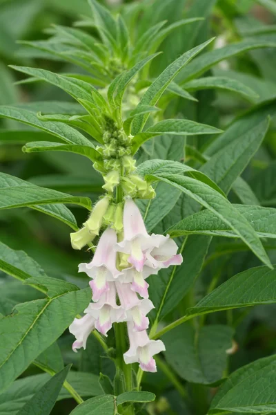 Fiore di sesamo — Foto Stock