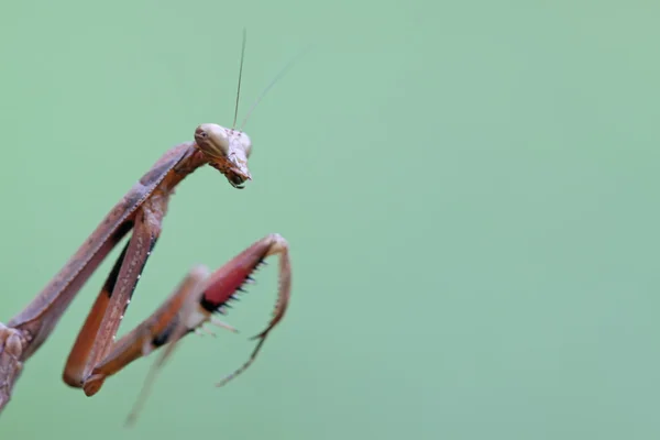 En mantis, tassarna har färgade ränder — Stockfoto