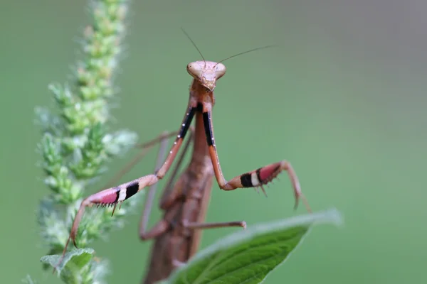 Una mantis, sus patas tienen rayas de color — Foto de Stock