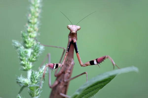 カマキリ、前足が色のストライプ — ストック写真