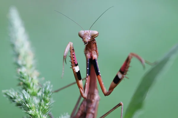 A mantis, its paws have colored stripes — Stock Photo, Image