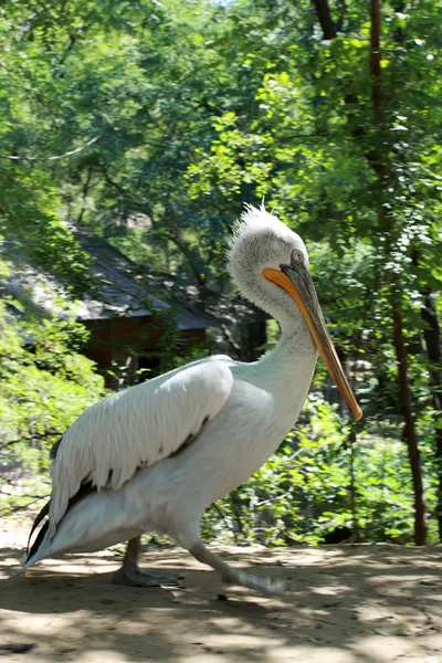 Pelikan — Stok fotoğraf
