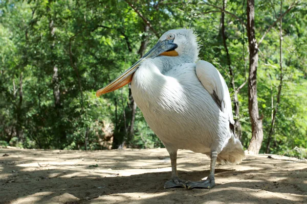 ペリカン — ストック写真