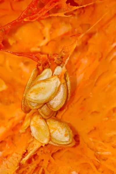 Pumpkin closeup — Stock Photo, Image