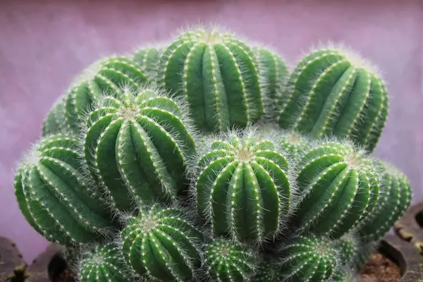 Cactus plants in a greenhouse — Stock Photo, Image