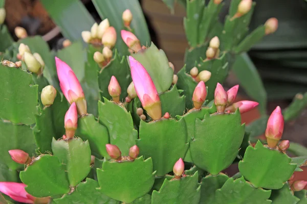 Zygocatus truncactus blommor — Stockfoto