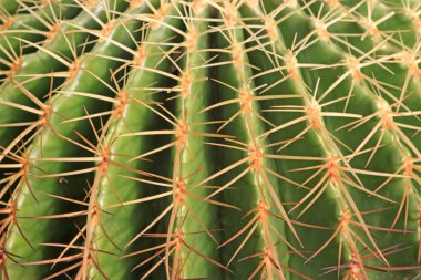 echinocactus