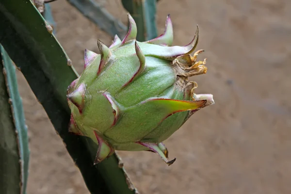 Dragon fruit — Stock Photo, Image