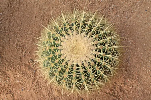 Echinocactus — Stok fotoğraf