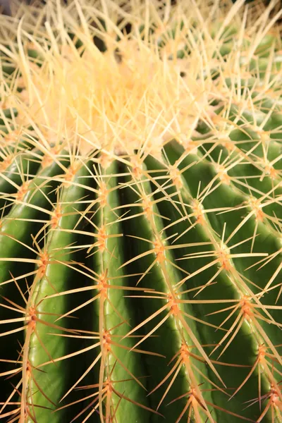Echinocactus — Stok fotoğraf