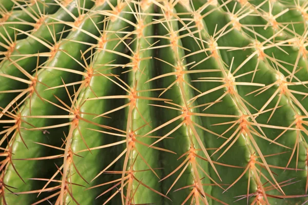 Echinocactus — Stock Photo, Image