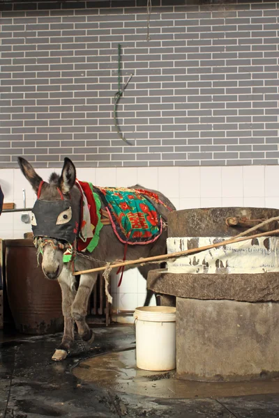 Donkey — Stock Photo, Image