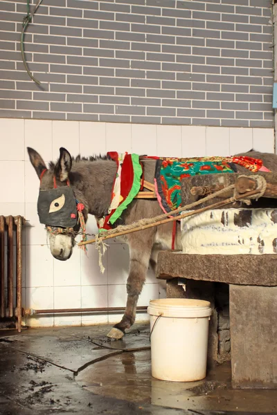 Donkey — Stock Photo, Image