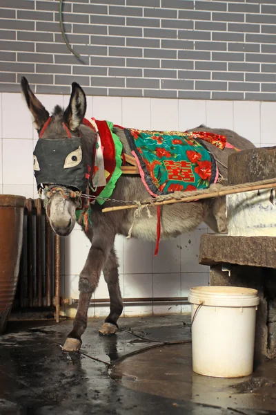 Donkey — Stock Photo, Image