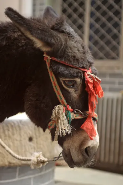 Donkey's head — Stock Photo, Image