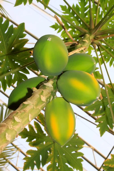 Pohon Papaya — Stok Foto