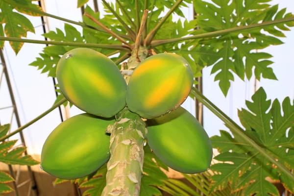 Pohon Papaya — Stok Foto