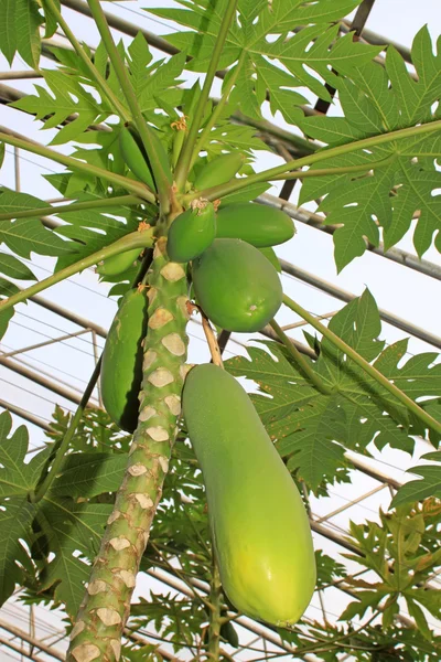 Papaya träd — Stockfoto