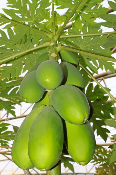 Papaya träd — Stockfoto