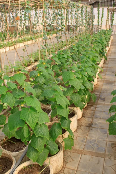 Pumpkin indoor cultivation — Stock Photo, Image