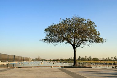 ağaç üzerinde bir kare kenar