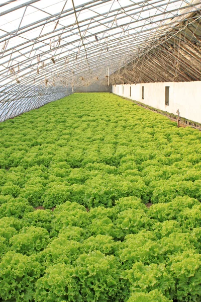 Lettuce — Stock Photo, Image