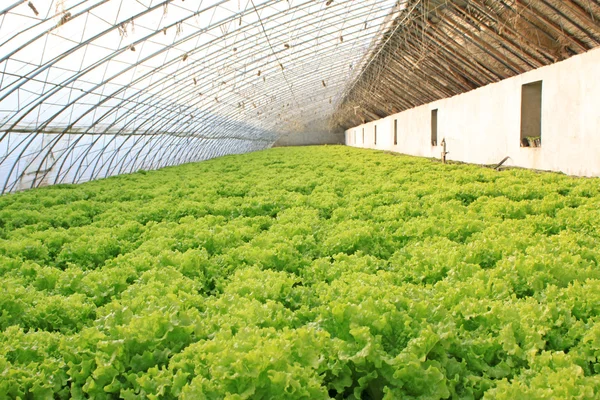 Lettuce — Stock Photo, Image