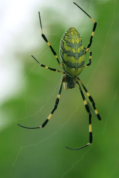 Spinne — Stockfoto