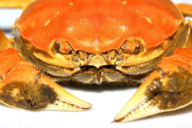 Beyaz arkaplanda yengeç