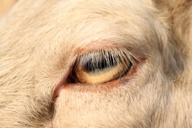 goats eyes