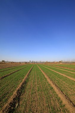 buğday alan mavi gökyüzünün altında