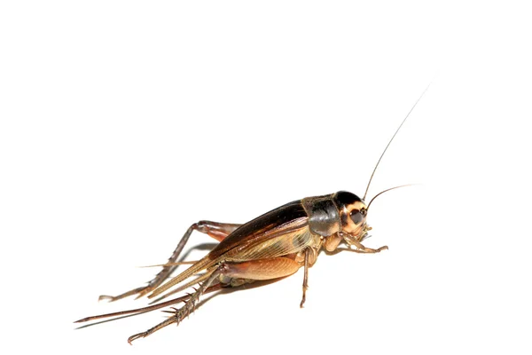 Cricket nymphs — Stock Photo, Image