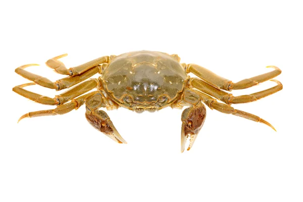 Crab on a white background — Stock Photo, Image