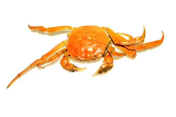 Krab op een witte achtergrond — Stockfoto